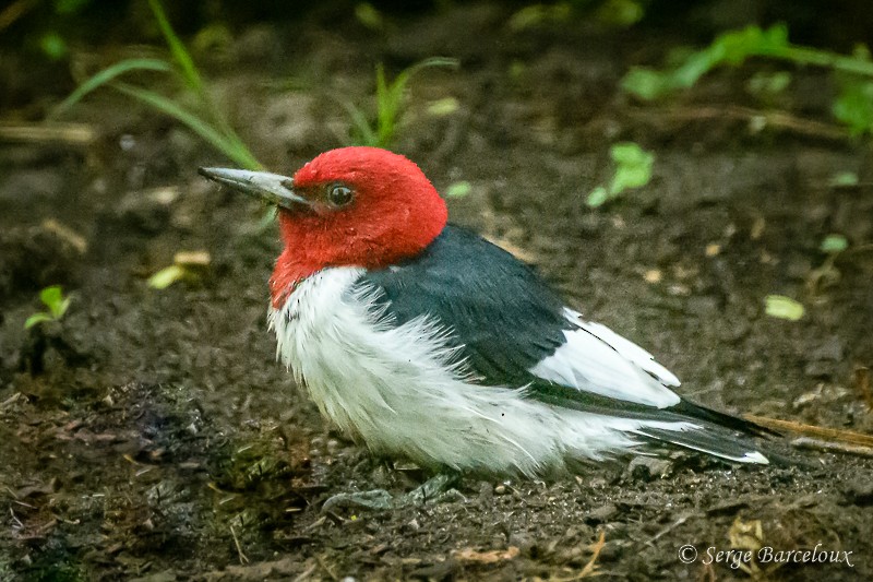 Red-headed Woodpecker - ML449839431