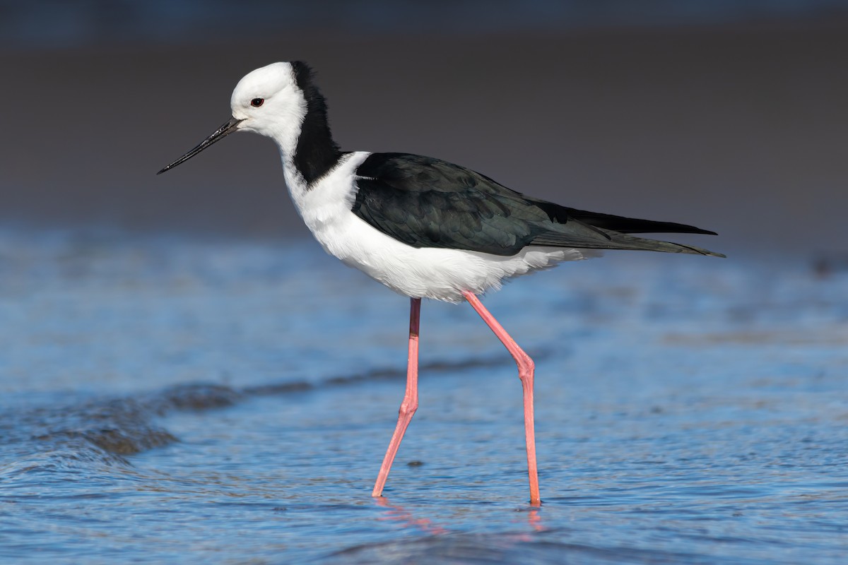 Pied Stilt - ML449839851