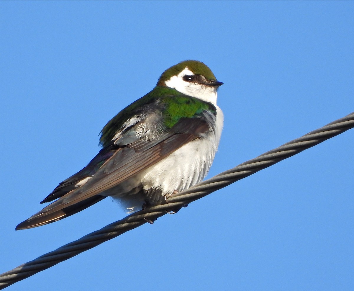 Violet-green Swallow - ML449842021