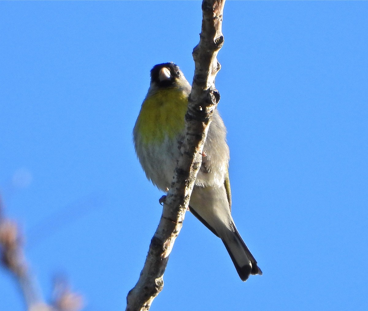 Lawrence's Goldfinch - ML449842051