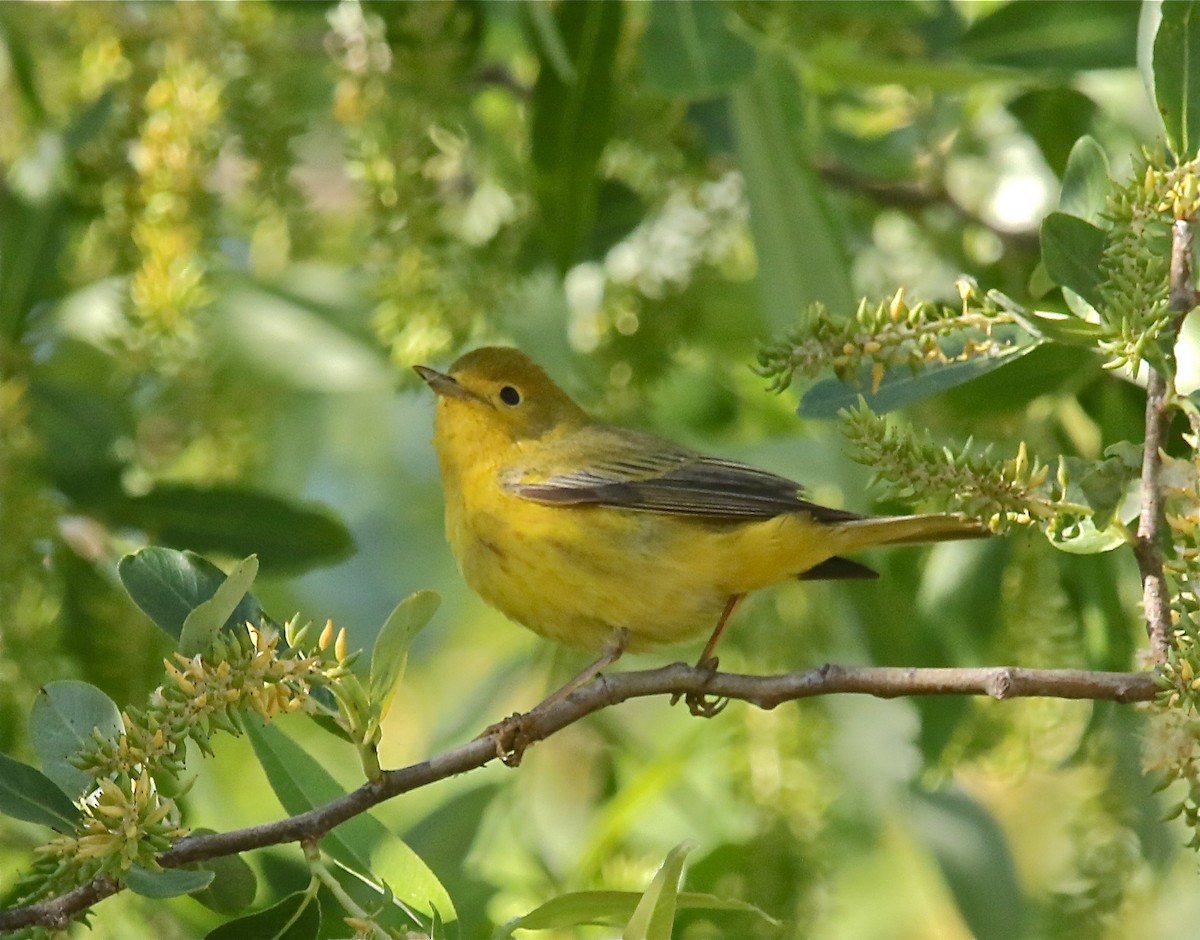 Yellow Warbler - ML449842061