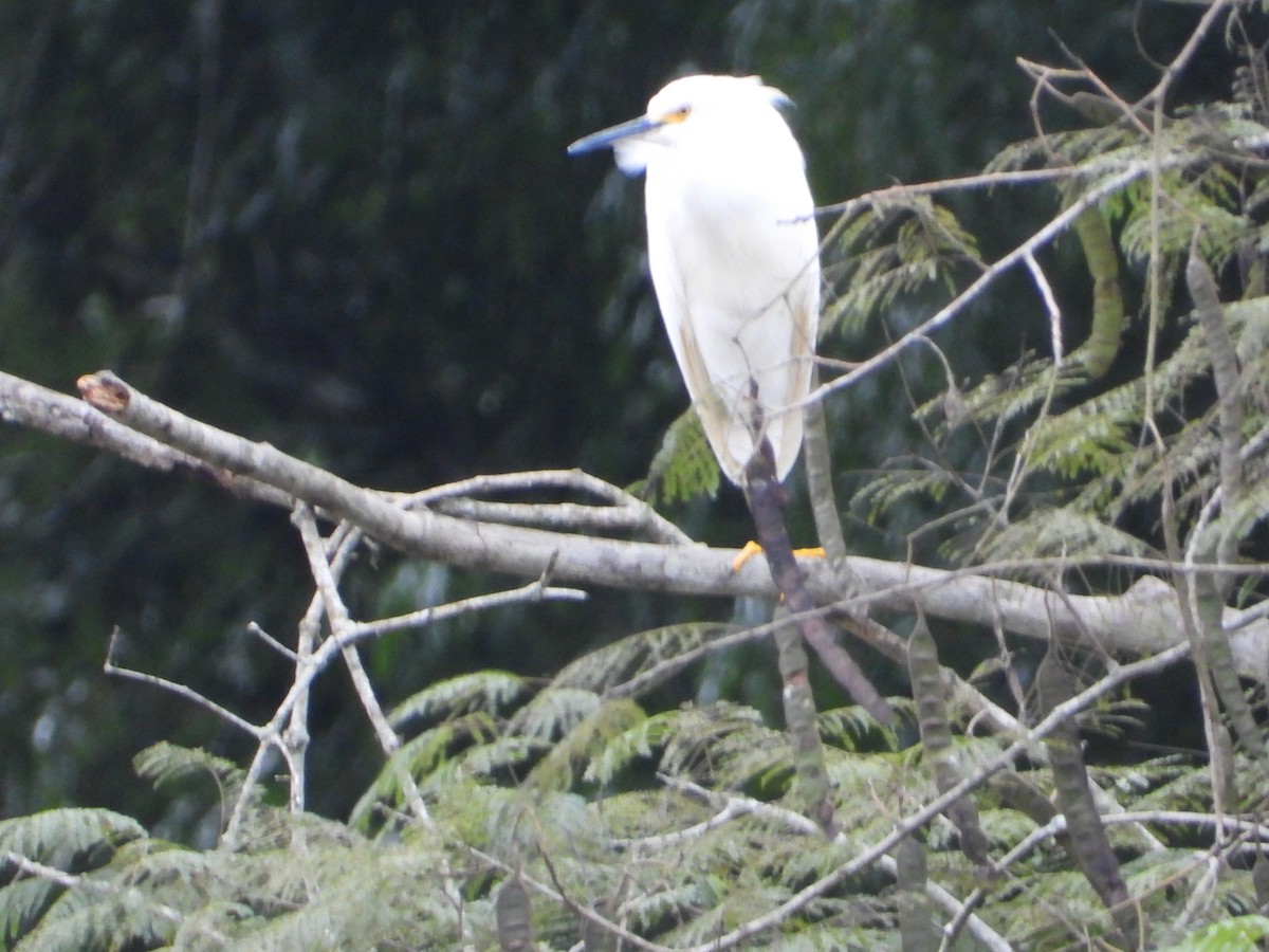 Snowy Egret - ML449842521