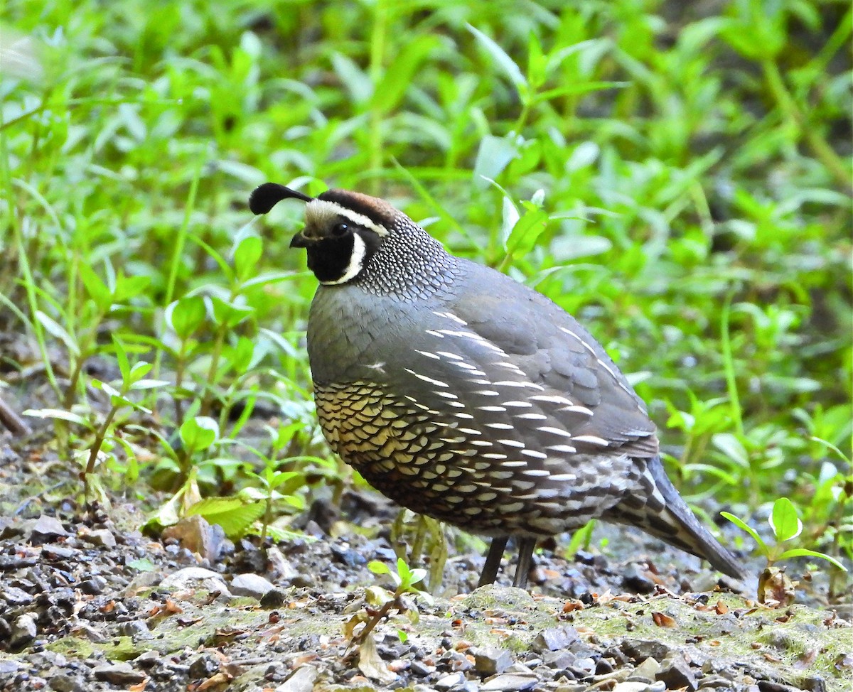 California Quail - ML449842621
