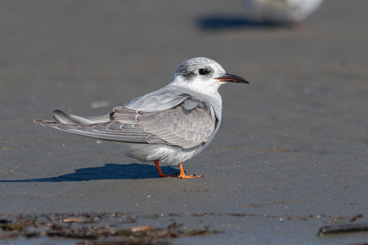 Black-fronted Tern - ML449842901