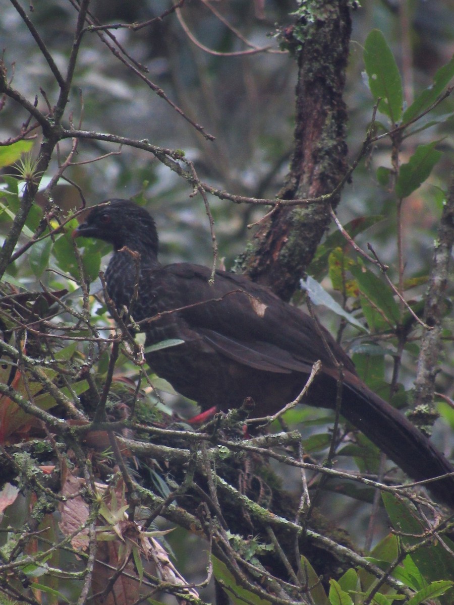 Pénélope des Andes - ML449845631