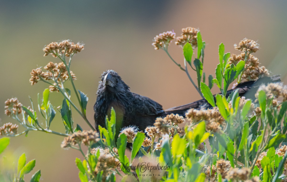 Groove-billed Ani - ML449846021