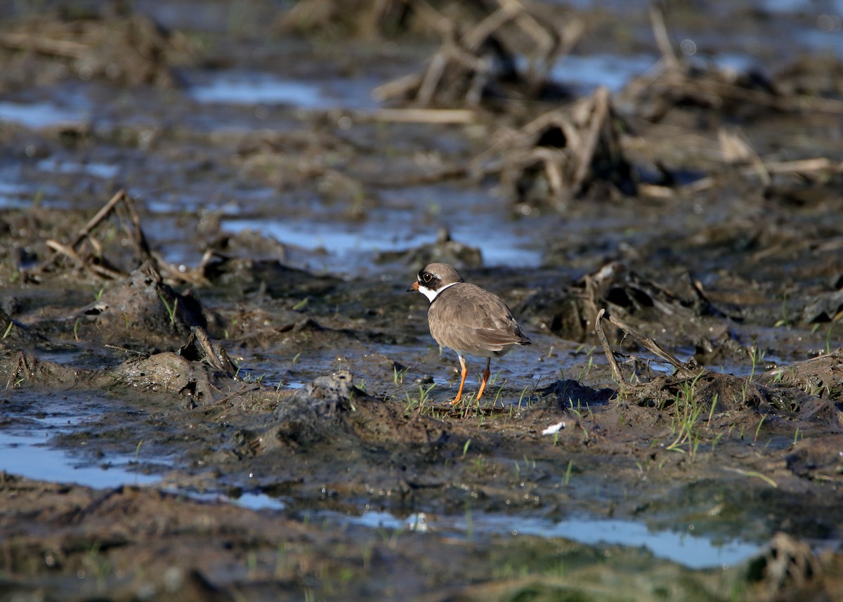 Semipalmated Plover - Susan Zelek