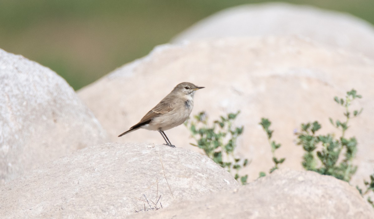 Spot-billed Ground-Tyrant - ML449847291