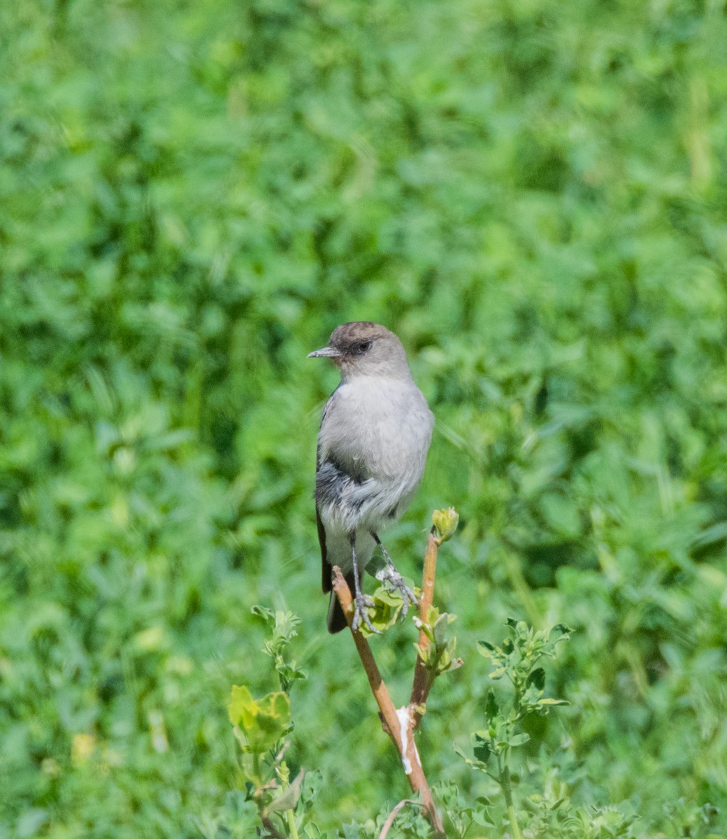 Dark-faced Ground-Tyrant - ML449847551