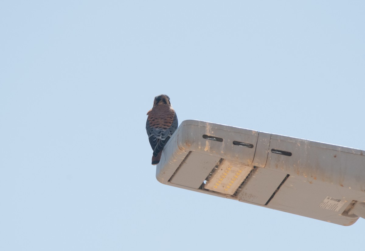 American Kestrel - ML449847971