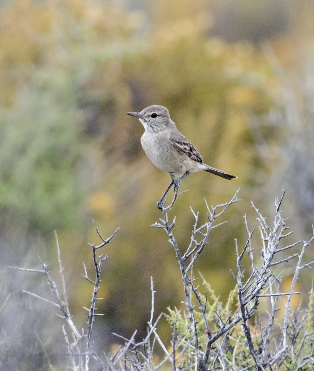 Lesser Shrike-Tyrant - ML44984801