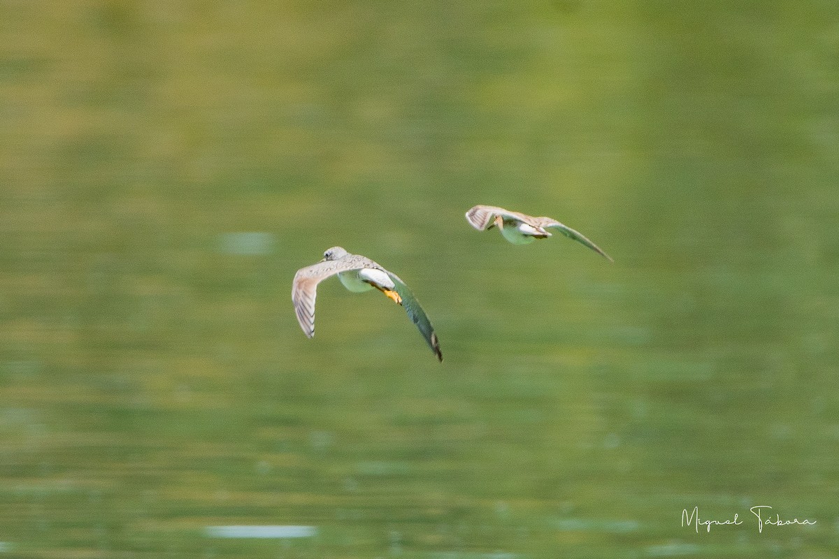 Greater Yellowlegs - ML449848271