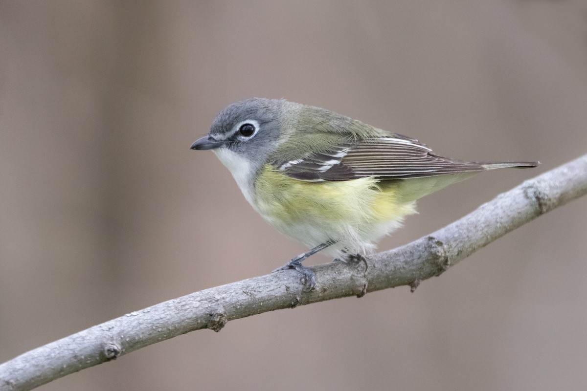 eremittvireo - ML449849691