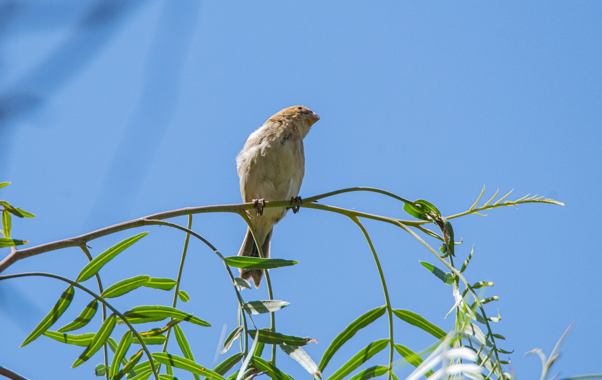 Chestnut-throated Seedeater - ML449849851