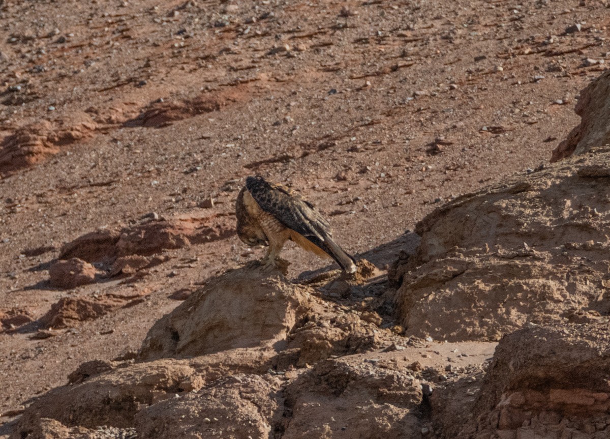 Variable Hawk - ML449851741