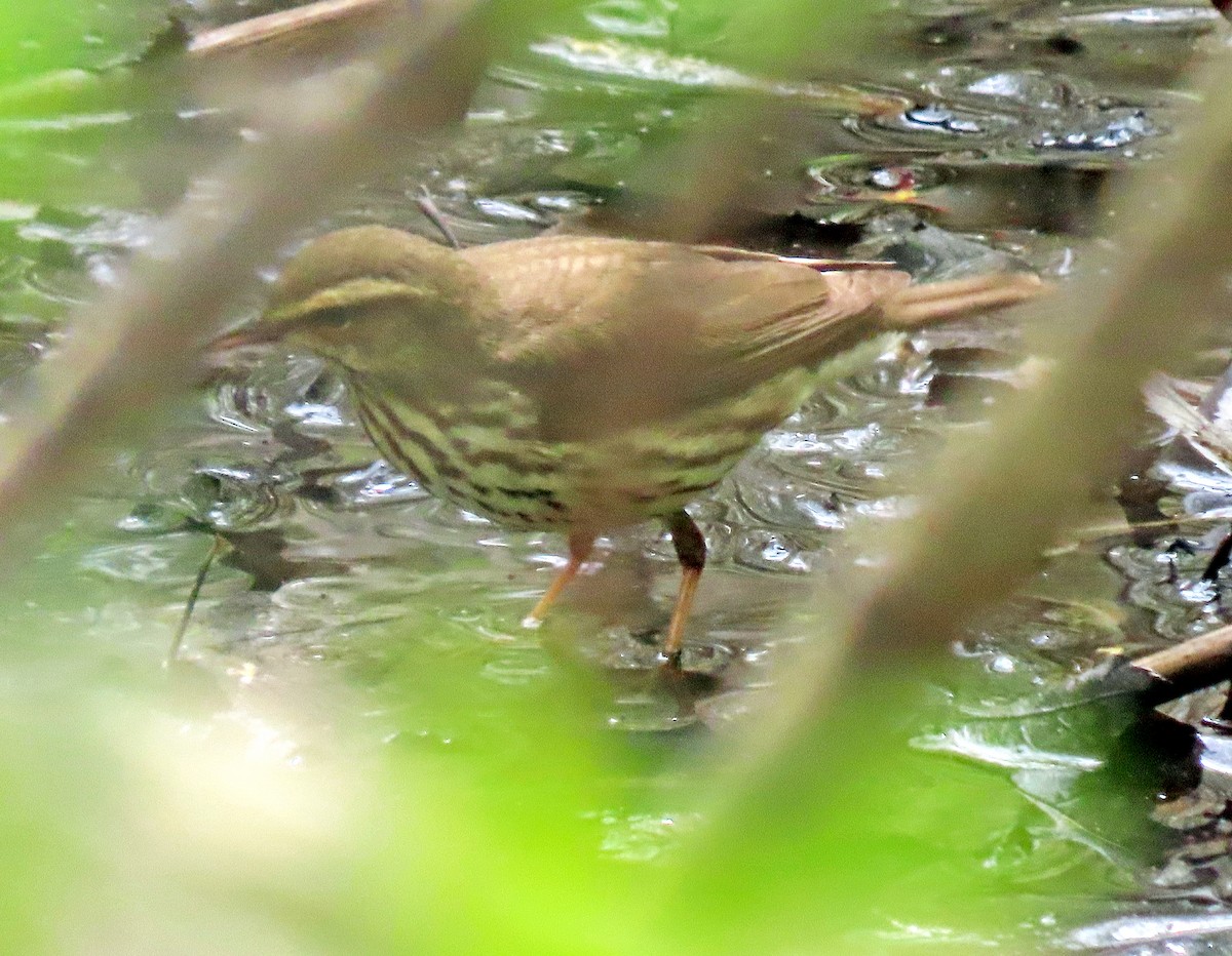 Northern Waterthrush - ML449854621