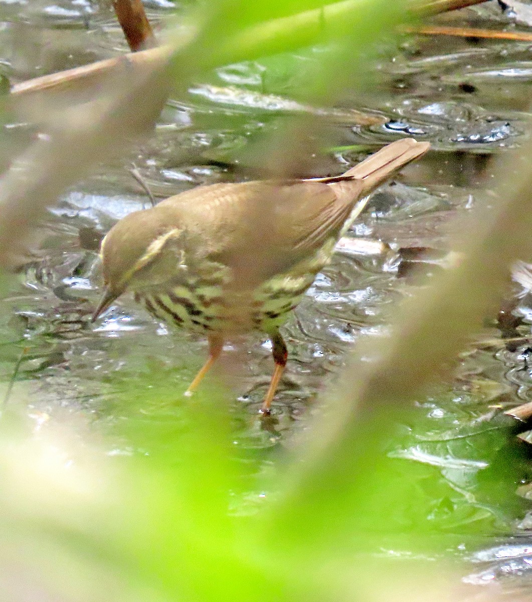 Northern Waterthrush - ML449854641