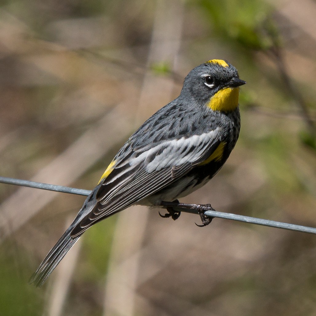 Yellow-rumped Warbler (Audubon's) - ML449855681