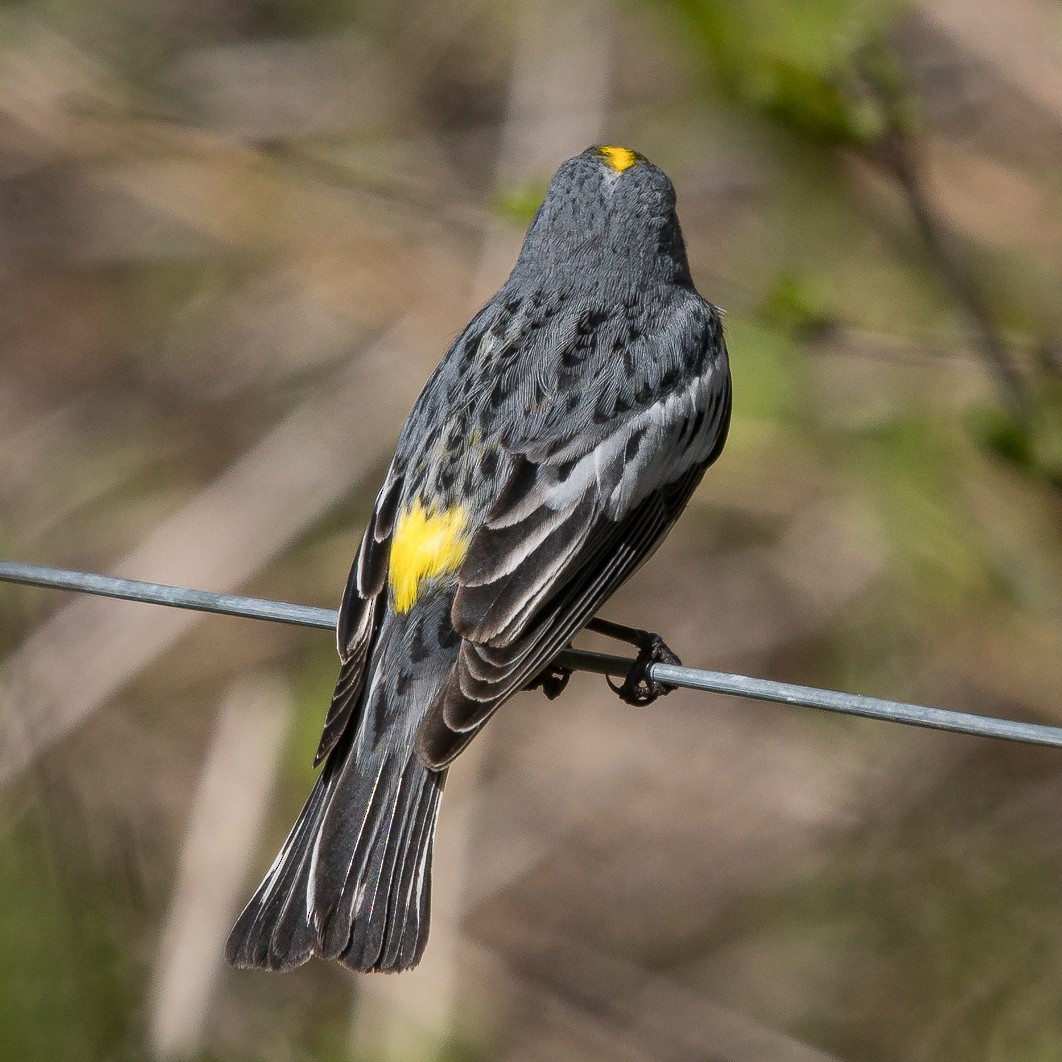 Yellow-rumped Warbler (Audubon's) - ML449855691