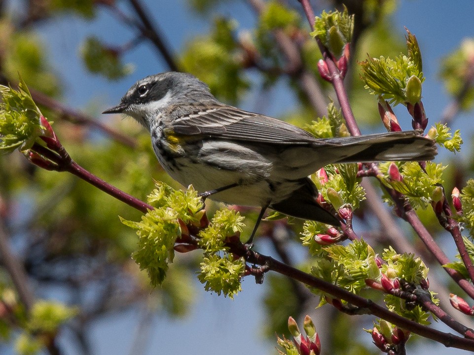 lesňáček žlutoskvrnný (ssp. coronata) - ML449855801