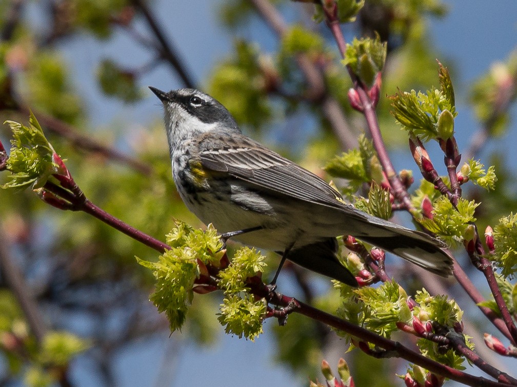 Пісняр-лісовик жовтогузий (підвид coronata) - ML449855831