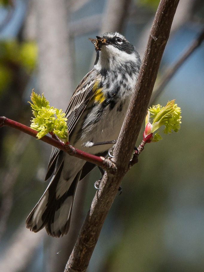 Пісняр-лісовик жовтогузий (підвид coronata) - ML449855841