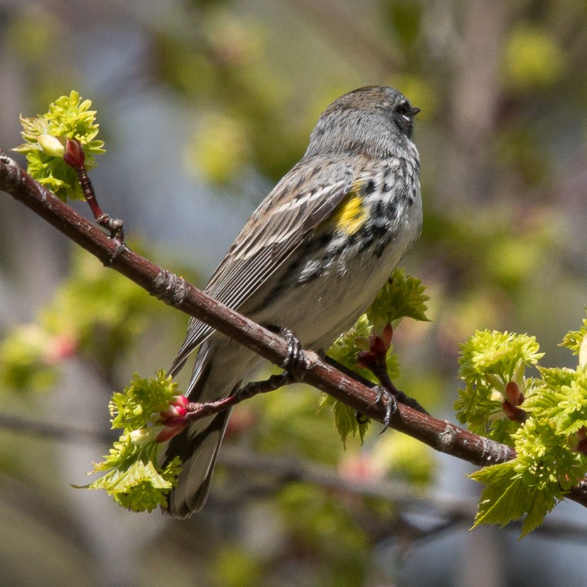 Пісняр-лісовик жовтогузий (підвид coronata) - ML449855861