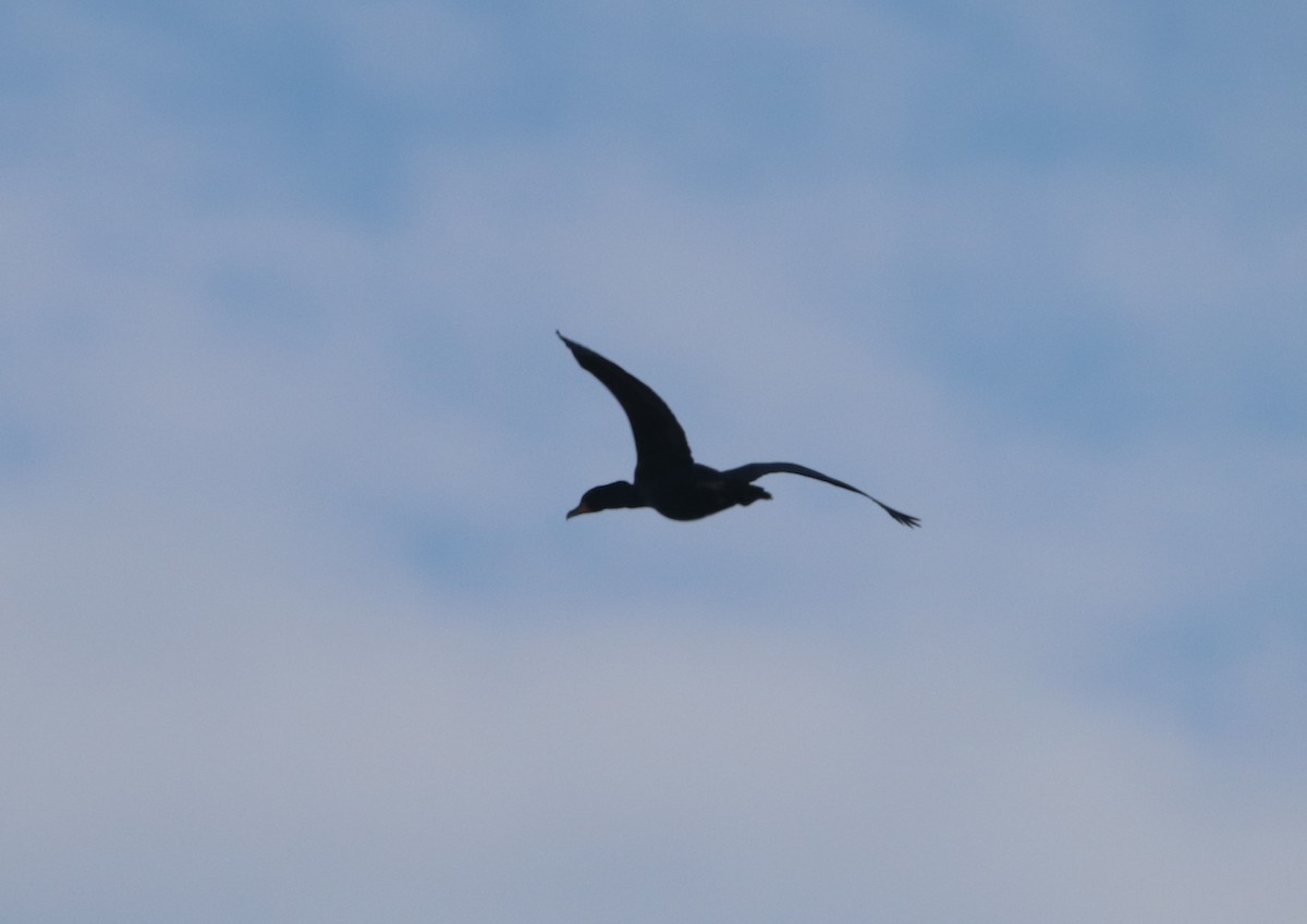 Double-crested Cormorant - ML449858781
