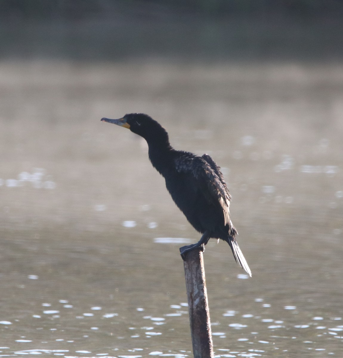 Double-crested Cormorant - ML449858801