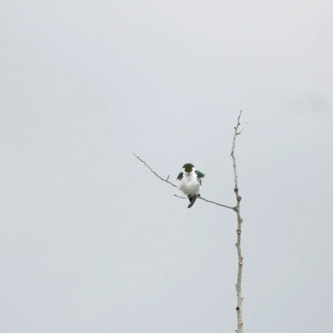 Violet-green Swallow - Paul Kendal