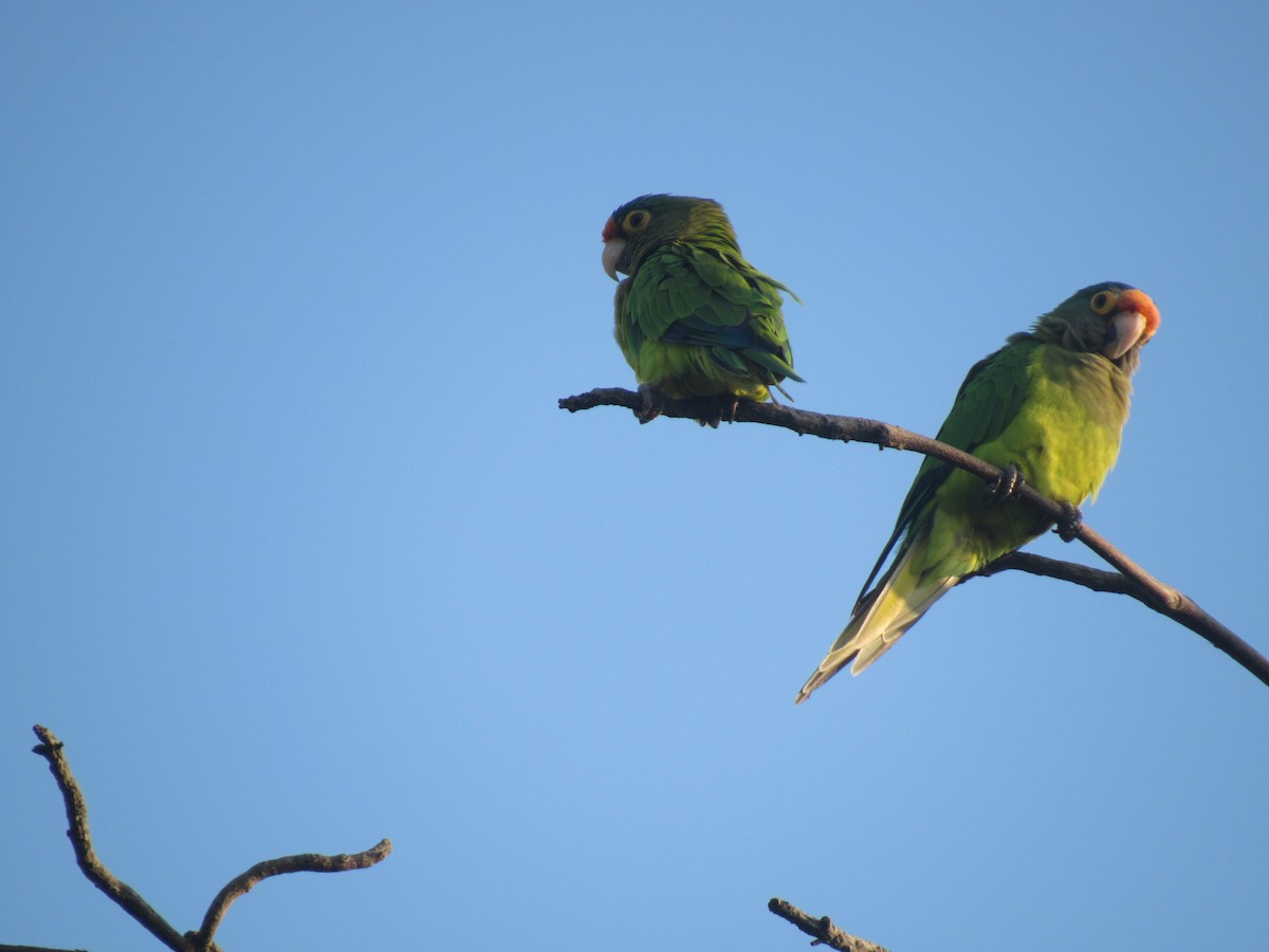 Orange-fronted Parakeet - ML449859471