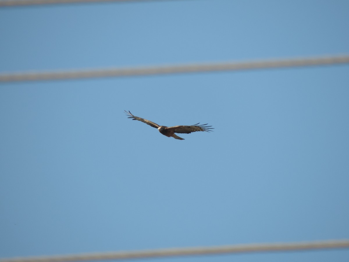 Square-tailed Kite - Geoff Coates