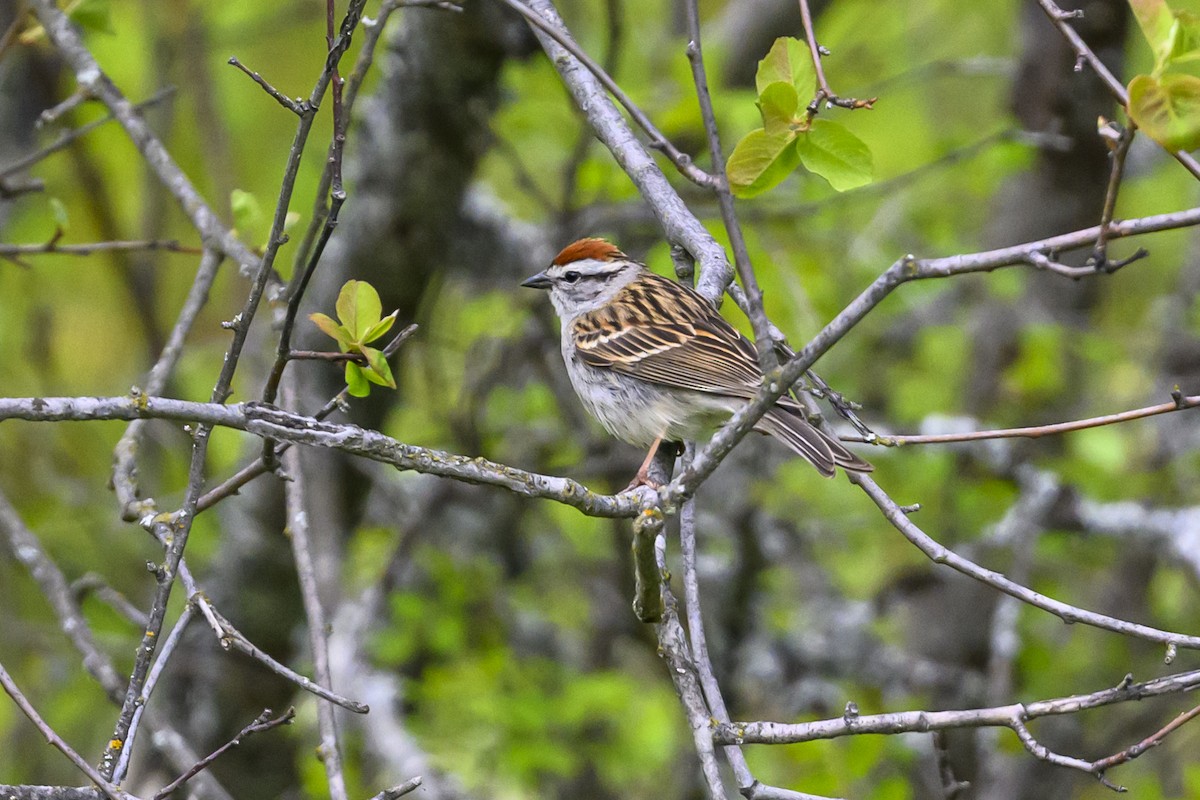 Chipping Sparrow - ML449861511