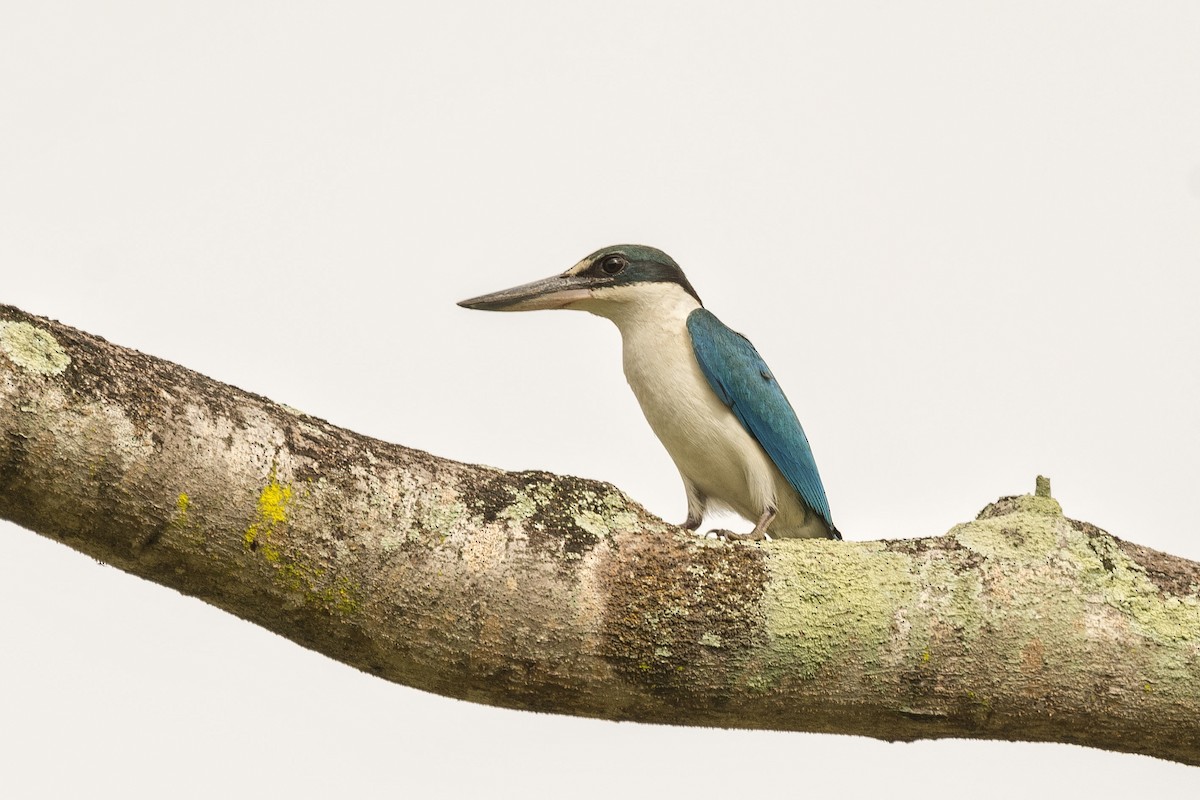 Collared Kingfisher - ML449861571