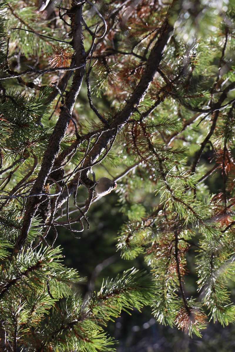 Green-tailed Towhee - ML449861711