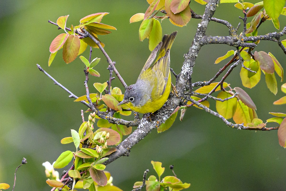 Nashville Warbler - ML449861771