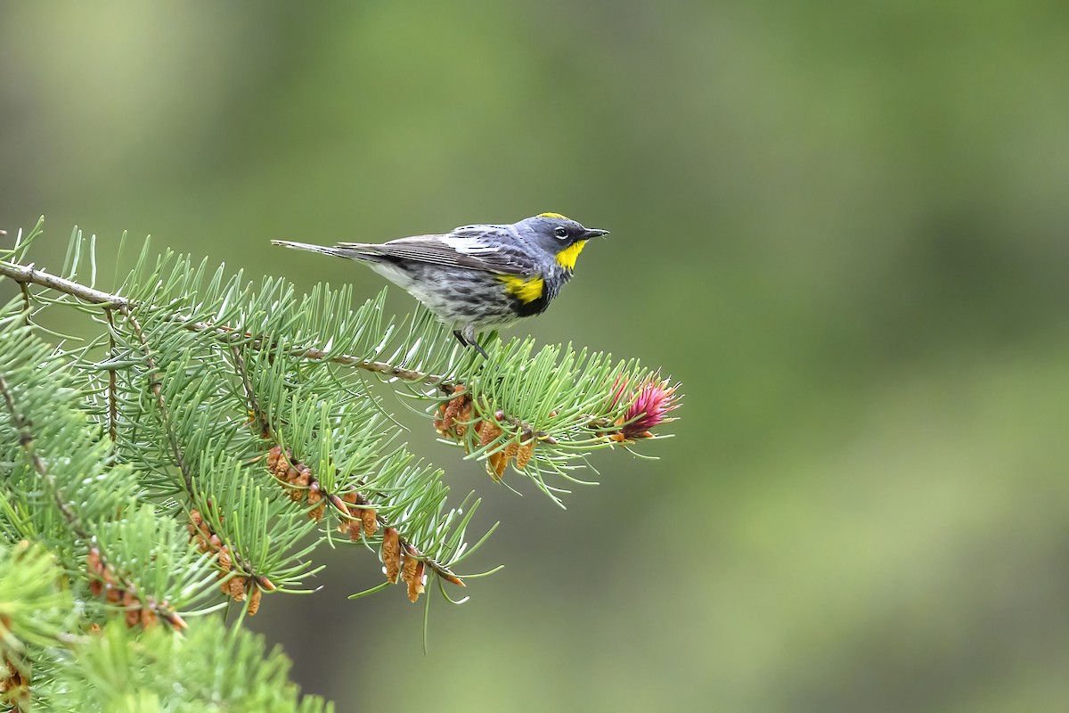 Yellow-rumped Warbler - ML449861821