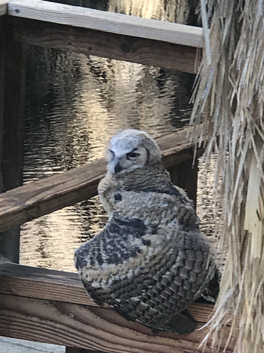 Great Horned Owl - Ken Mix