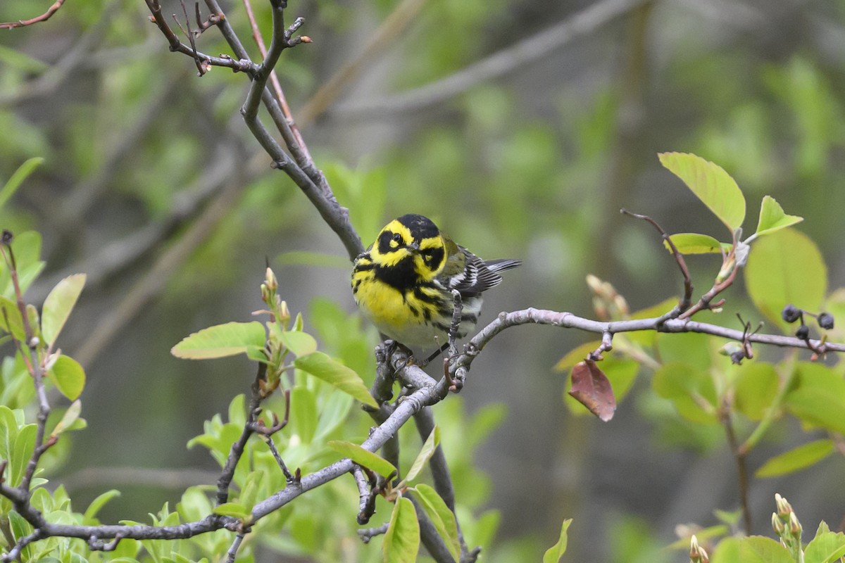 Townsend's Warbler - ML449861971