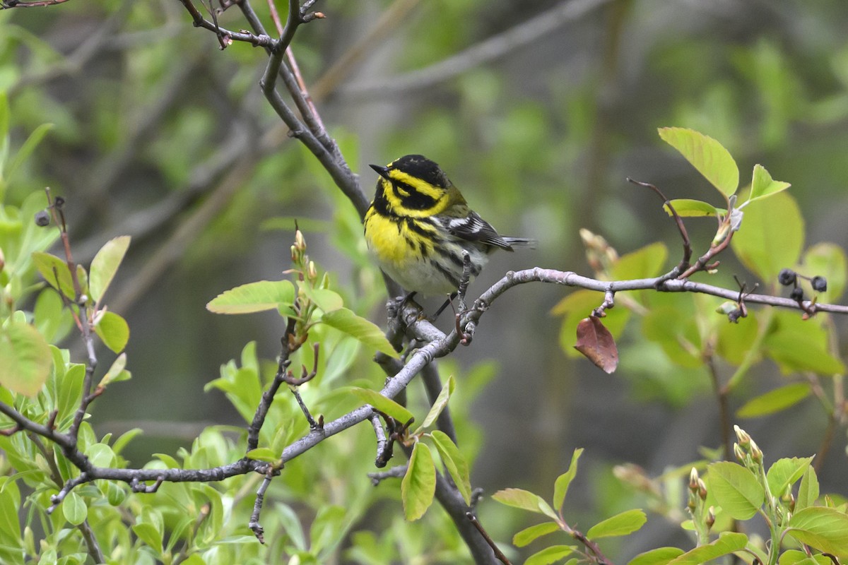 Townsend's Warbler - ML449862001