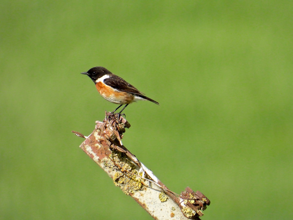 European Stonechat - ML449862361