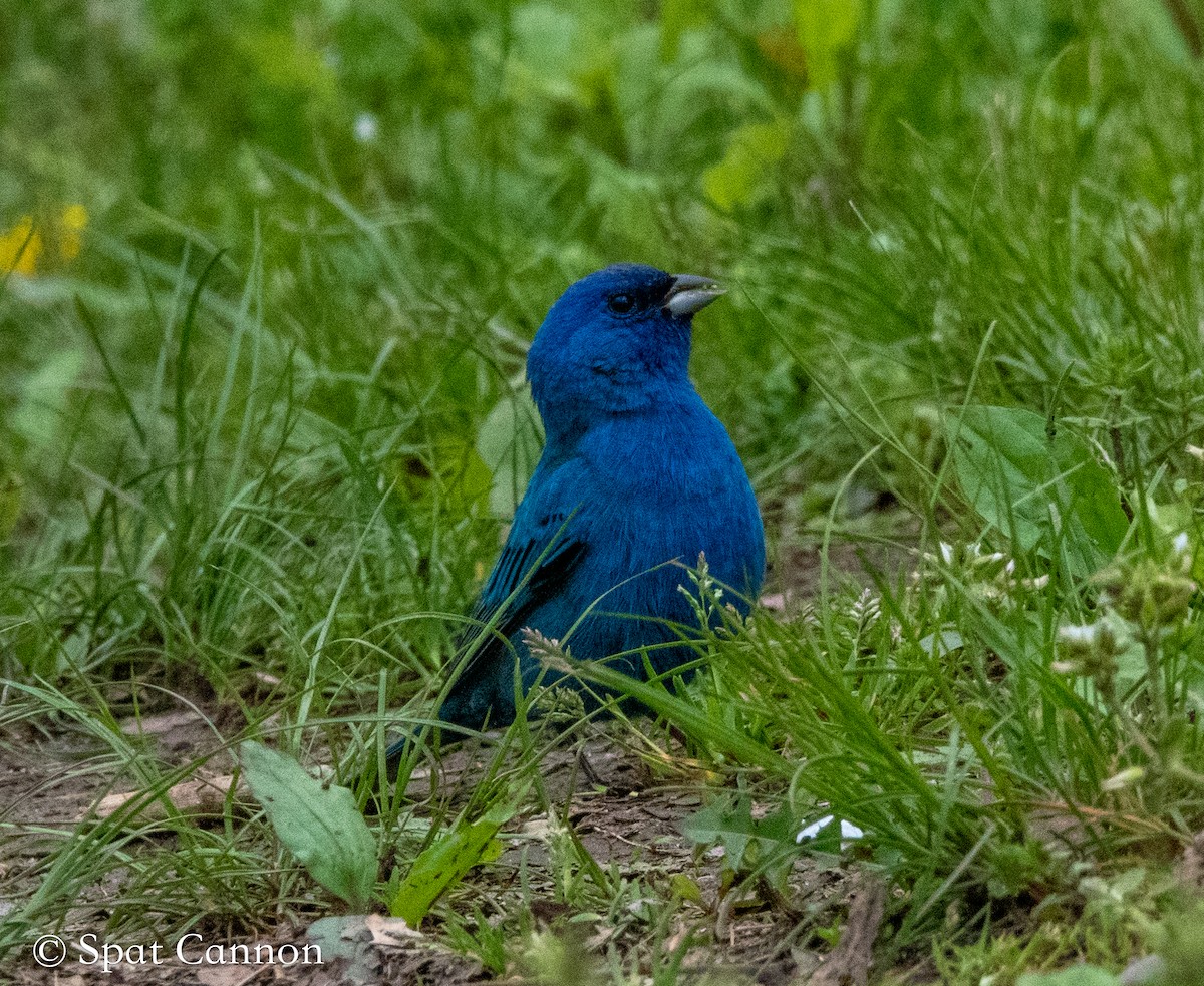 Indigo Bunting - ML449862561