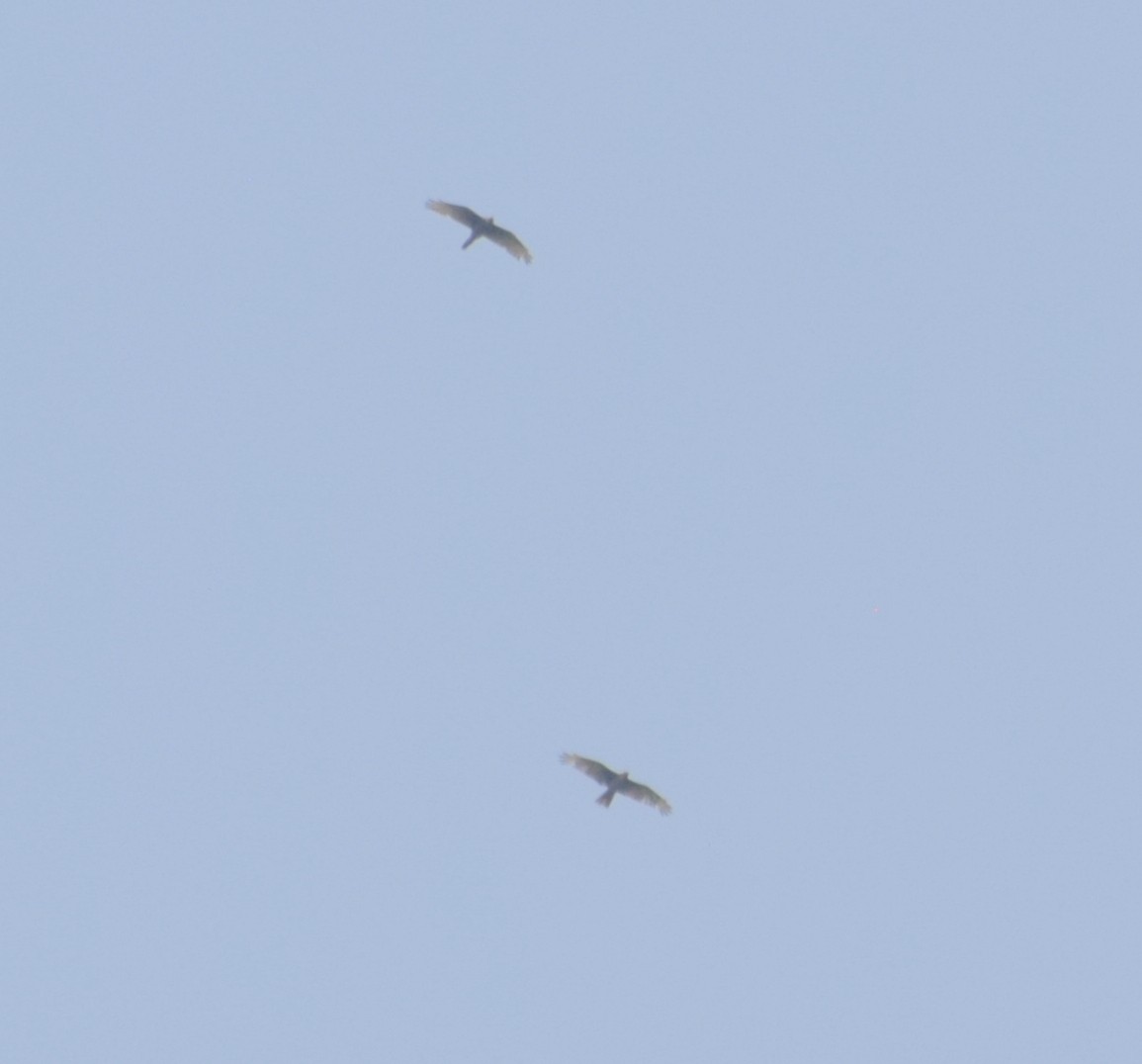 White-eyed Buzzard - ML449863511