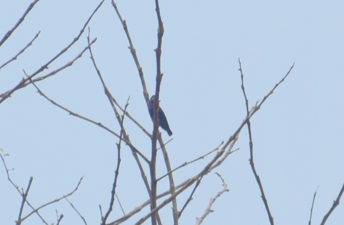 Purple Sunbird - ML449863531