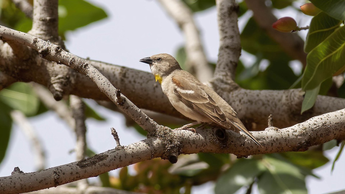 Yellow-throated Sparrow - Sinan Yılmaz