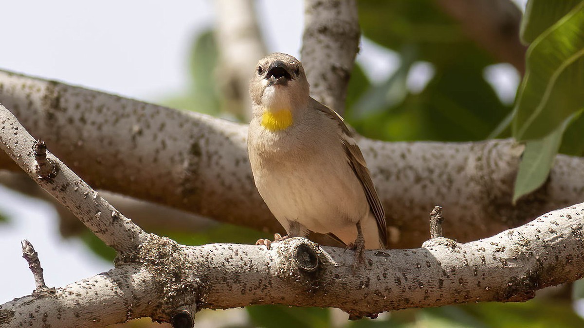 Yellow-throated Sparrow - ML449863761