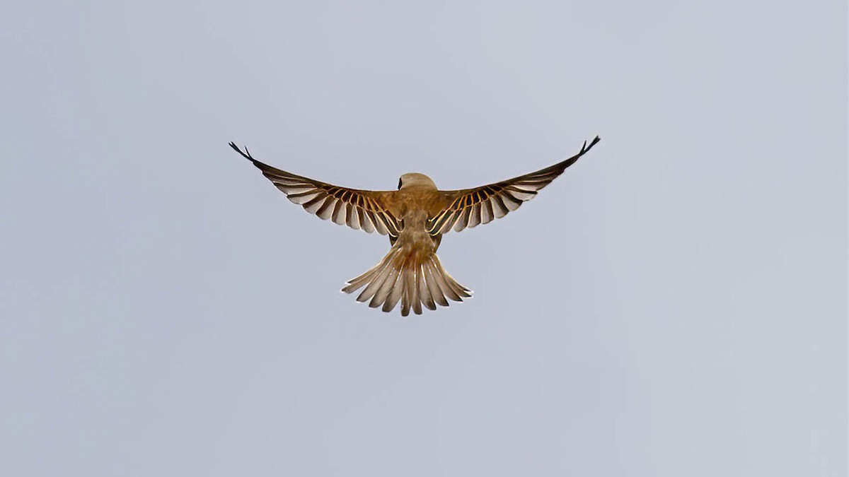 Red-backed Shrike - ML449863821