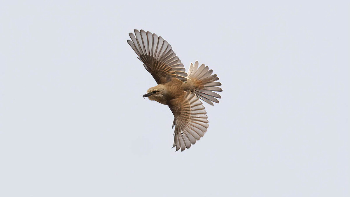 Red-backed Shrike - ML449863831