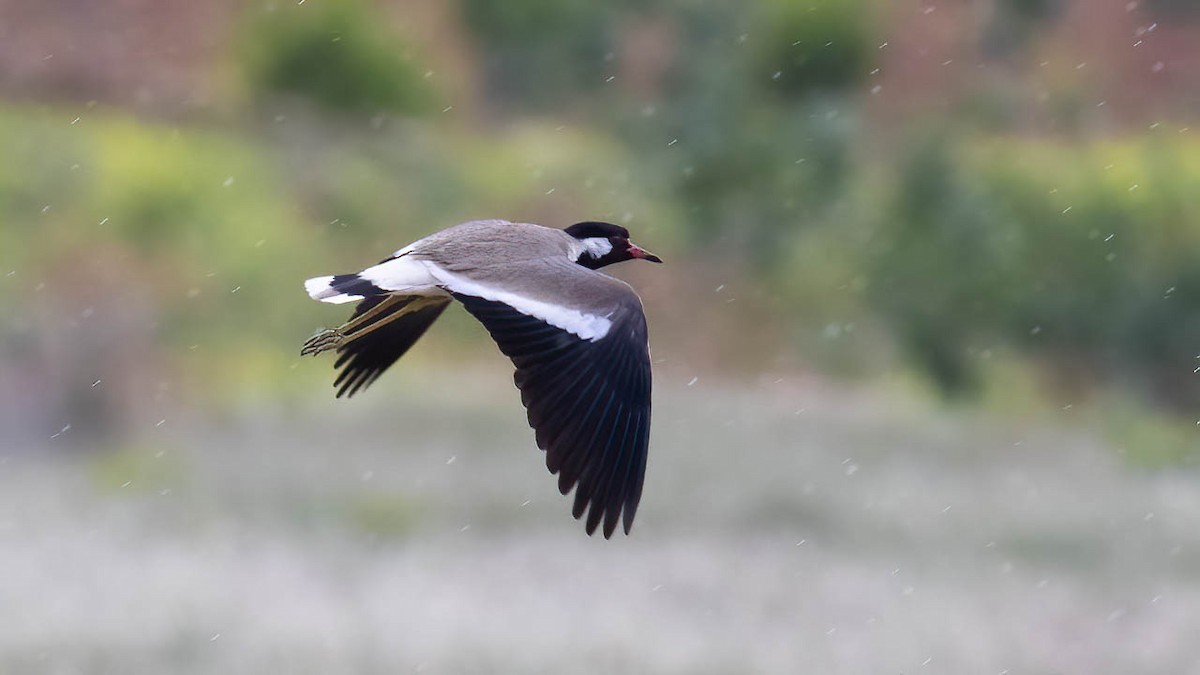 Red-wattled Lapwing - ML449863871