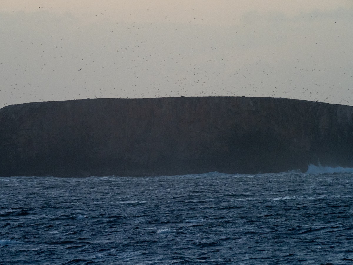 Sooty Tern - ML449864431